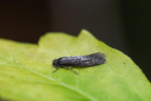 Elatobia sp.